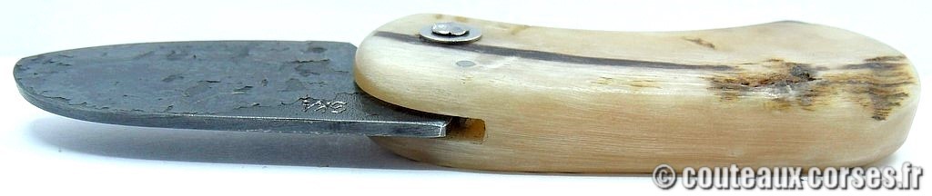 Corsican Bulldog aciercarbone et corne de bélier SKA 7-7 couteau-corse-corsican-bulldog-carbone-ska-BNXZ1386-7