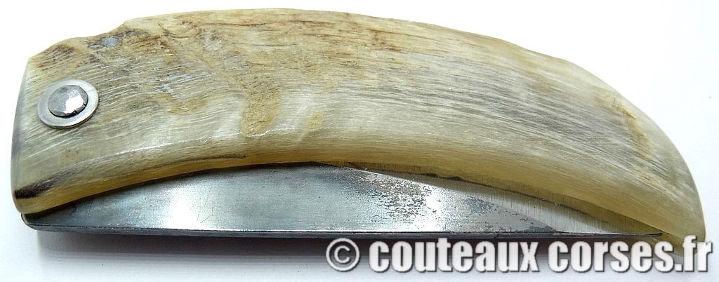 curnicciolu-corne-bélier-ska-KLFP842-2