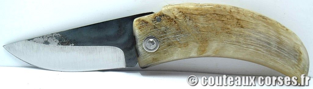 curnicciolu-corne-bélier-ska-KLFP842-5