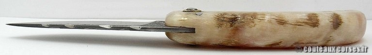 curnicciolu-damas-et-corne-de-belier-M-Padovani-1-5-4