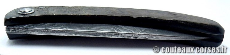 curnicciolu-damas-et-corne-de-belier-_PLKR321-padovani-1