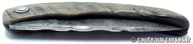 couteau corse manche olivier et lame acier carbone 7 couteau-corse-curnicciolu-GBCR709-padovani-4