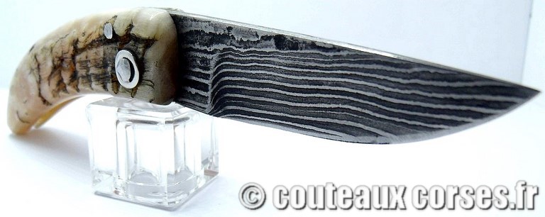 curnicciolu-damas-et-corne-de-belier-_BTRPM045-padovani-1128