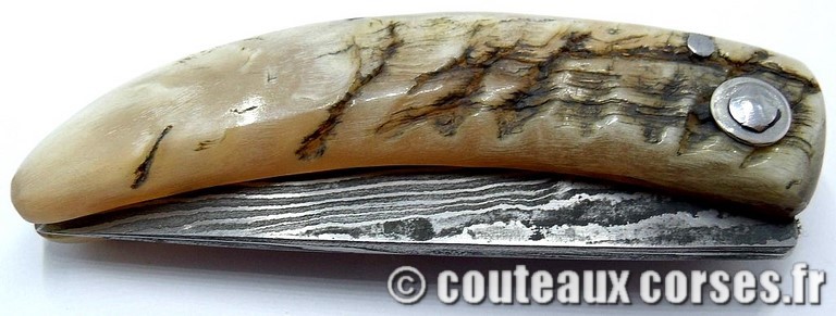 curnicciolu-damas-et-corne-de-belier-_BTRPM045-padovani12