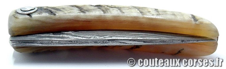 curnicciolu-damas-et-corne-de-belier-_BTRPM045-padovani1