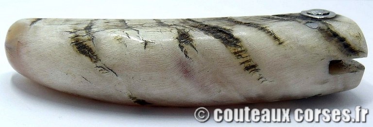 curnicciolu-damas-et-corne-de-belier-_BTRPM045-padovani12