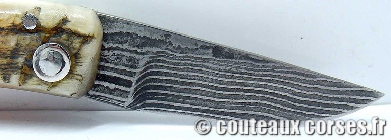 curnicciolu-damas-et-corne-de-belier-_BTRPM045-padovani-11