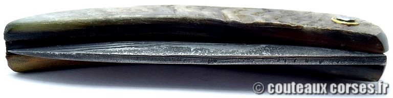 curnicciolu-damas-et-corne-de-belier-_BRTPT957-padovani-1