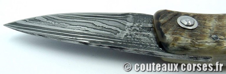 curnicciolu-damas-et-corne-de-belier-padovani-WXC8--89