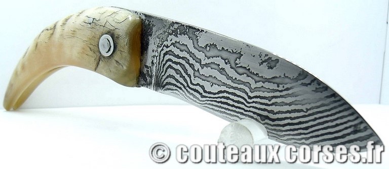 curnicciolu-damas-et-corne-de-belier-M-Padovani-IK45-1078