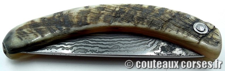 curnicciolu-damas-et-corne-de-belier-M-Padovani-DU57-2