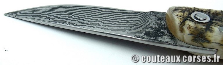 curnicciolu-damas-et-corne-de-belier-M-Padovani-DU57-89