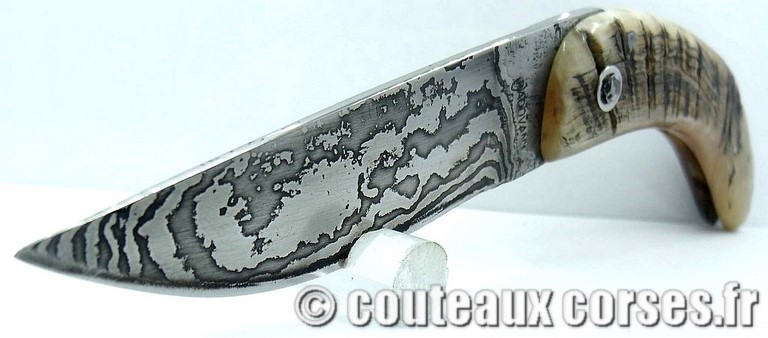 curnicciolu-damas-et-corne-de-belier-M-Padovani-DU57-9