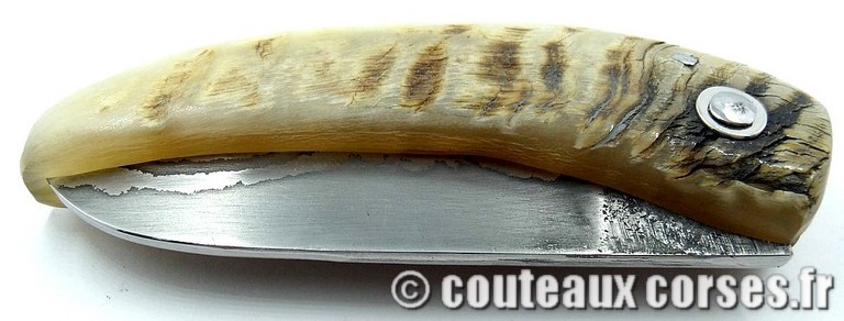 curnicciolu-damas-et-corne-de-belier-padovani-LT68-2