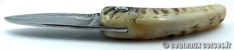 curnicciolu-damas-et-corne-de-belier-padovani-LT68-4