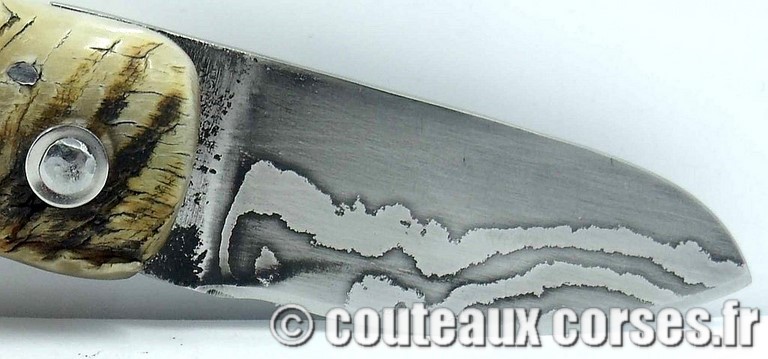curnicciolu-damas-et-corne-de-belier-padovani-LT68-8