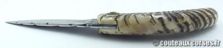 curnicciolu-damas-et-corne-de-belier-padovani-658H-4