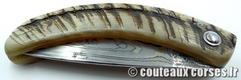 curnicciolu-damas-et-corne-de-belier-M-Padovani-115T-2