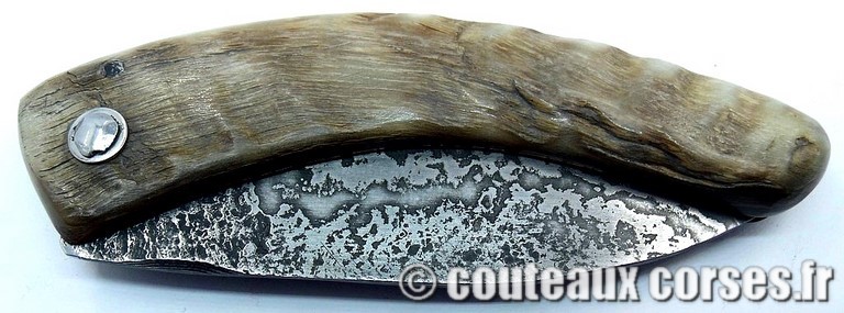 curnicciolu-damas-et-corne-de-belier-_JHER580-padovani-3