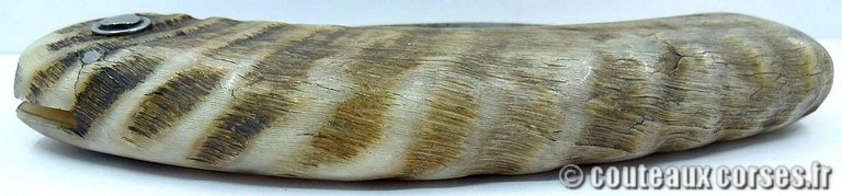 curnicciolu-damas-et-corne-de-belier-_JHER580-padovani-12