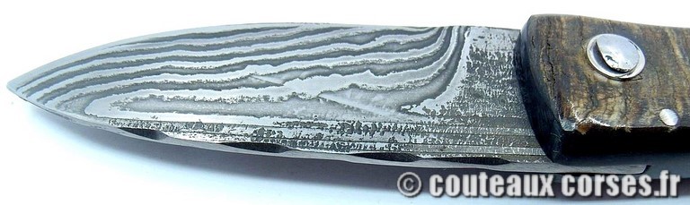 curnicciolu-damas-et-corne-de-belier-GHSD978-padovani-189