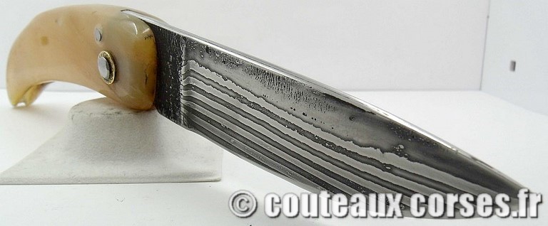 curnicciolu-damas-et-corne-de-belier-M-Padovani-1-1-5-1-8