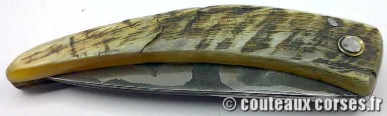curnicciolu-damas-et-corne-de-belier-CVDSF799-padovani-12