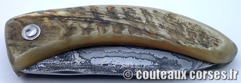 curnicciolu-damas-et-corne-de-belier-CVDF201-padovani-3