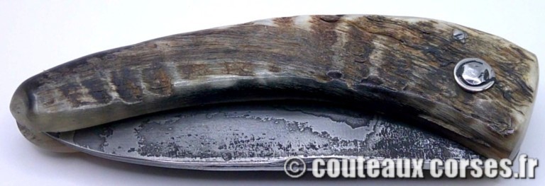 curnicciolu-damas-et-corne-de-belier-CVDF201-padovani-12