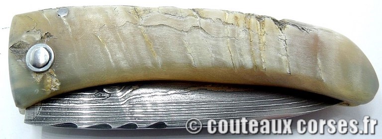 curnicciolu-damas-et-corne-de-belier-LMGF871-padovani-3