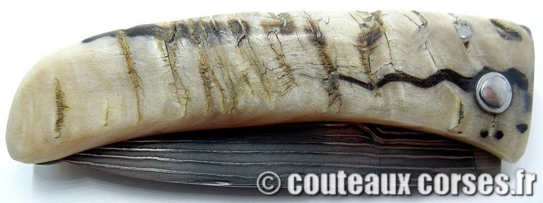 curnicciolu-damas-et-corne-de-belier-LMGF871-padovani-12