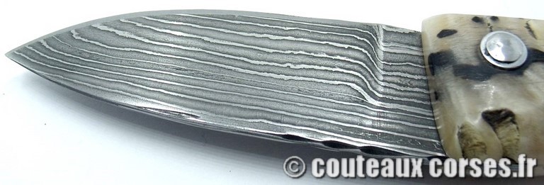 curnicciolu-damas-et-corne-de-belier-LMGF871-padovani-38