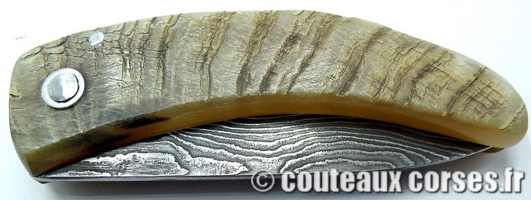 curnicciolu-damas-et-corne-de-belier-VBNR036-padovani-3