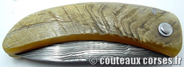 curnicciolu-damas-et-corne-de-belier-VBNR036-padovani-12