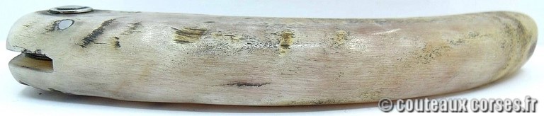 curnicciolu-damas-et-corne-de-belier-_FDRE875-padovani-12