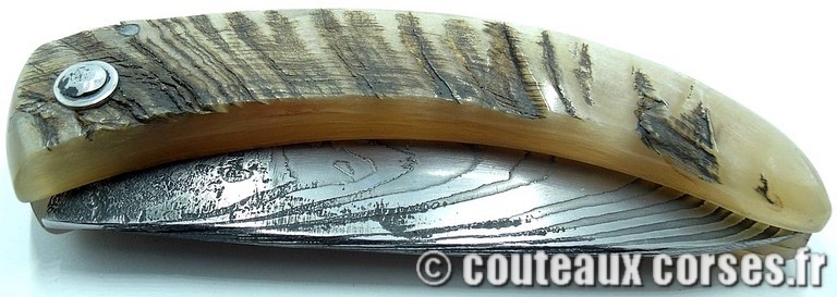 curnicciolu-damas-et-corne-de-belier-_MBTRP851-padovani-3