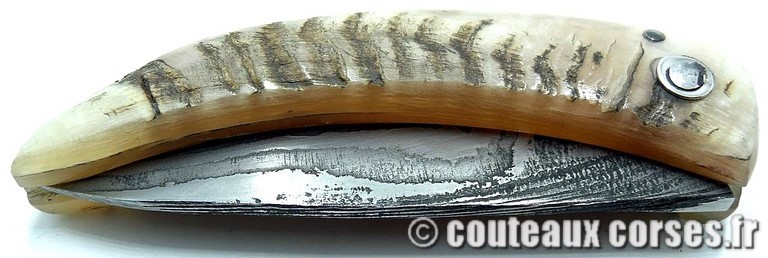 curnicciolu-damas-et-corne-de-belier-_MBTRP851-padovani-12