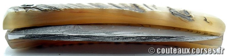 curnicciolu-damas-et-corne-de-belier-_MBTRP851-padovani-1