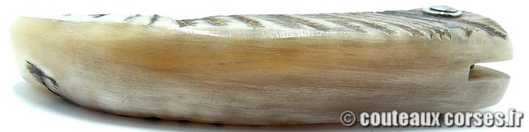 curnicciolu-damas-et-corne-de-belier-_MBTRP851-padovani-12