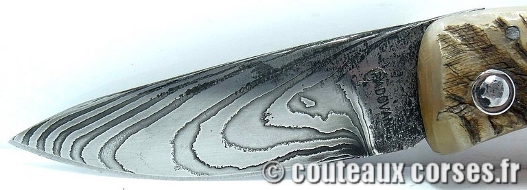 couteau corse curnicciolu damas et corne de belier curnicciolu-damas-et-corne-de-belier-_MBTRP851-padovani-18