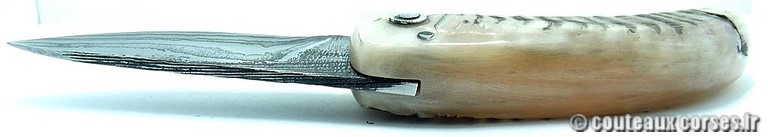 curnicciolu-damas-et-corne-de-belier-_MBTRP851-padovani-14