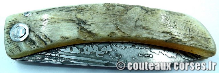 curnicciolu-damas-et-corne-de-belier-HGFQPN009-padovani-3