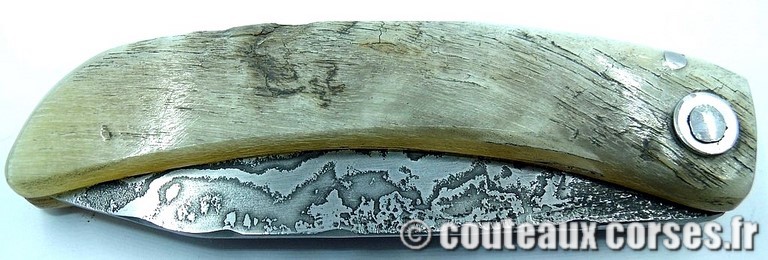 curnicciolu-damas-et-corne-de-belier-HGFQPN009-padovani-12
