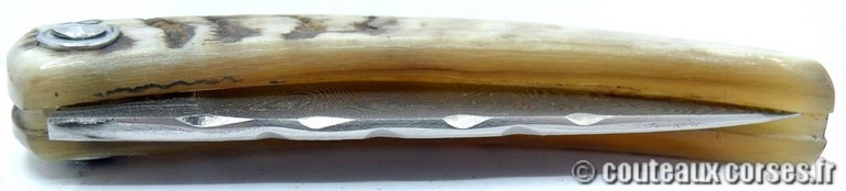 curnicciolu-damas-et-corne-de-belier-LKFDPO807-padovani-1