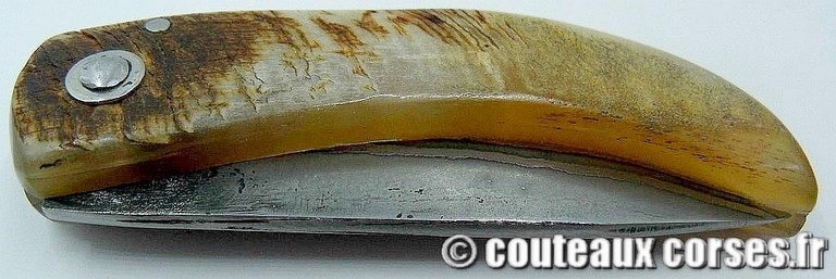 Curnicciolu corne de belier et damas M Padovani curnicciolu-damas-et-corne-de-belier-padovani-1