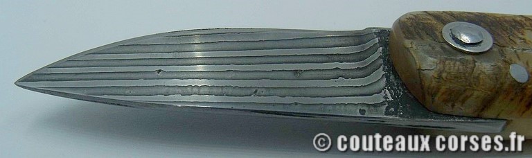 curnicciolu-damas-et-corne-de-belier-M-Padovani-89