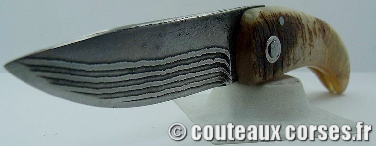 curnicciolu-damas-et-corne-de-belier-M-Padovani-1-5-3
