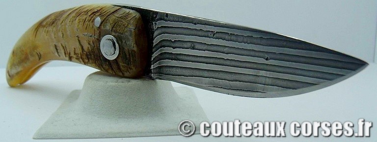 curnicciolu-damas-et-corne-de-belier-M-Padovani-1-5-8