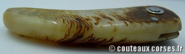 curnicciolu-damas-et-corne-de-belier-M-Padovani-1-5-3