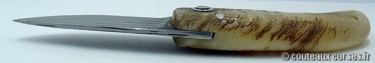 curnicciolu-damas-et-corne-de-belier-M-Padovani-1-5-4